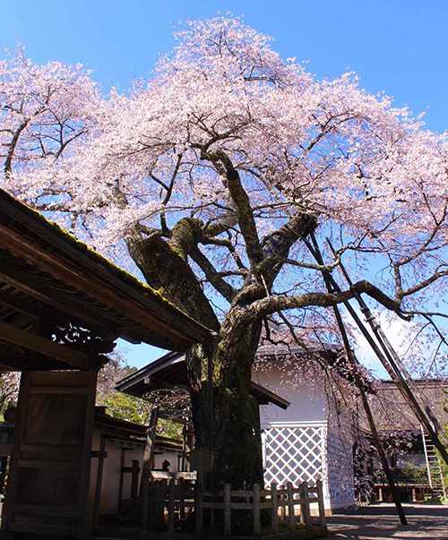 清浄心院の太閤桜